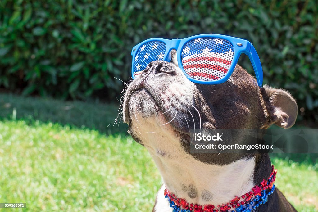Boston Terrier Dog Looking Cute in Stars and Stripes Sunglasses Puppy wearing USA themed glasses and necklace accesories Dog Stock Photo