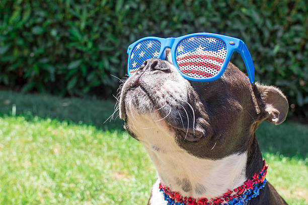Boston Terrier Dog Looking Cute in Stars and Stripes Sunglasses Puppy wearing USA themed glasses and necklace accesories july photos stock pictures, royalty-free photos & images