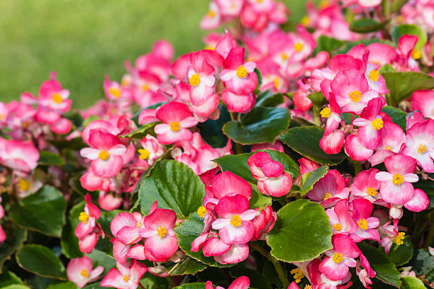 istock pink begonias in bloom 509363260
