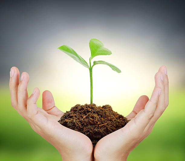 istock Man holding plant in  hand 509363474
