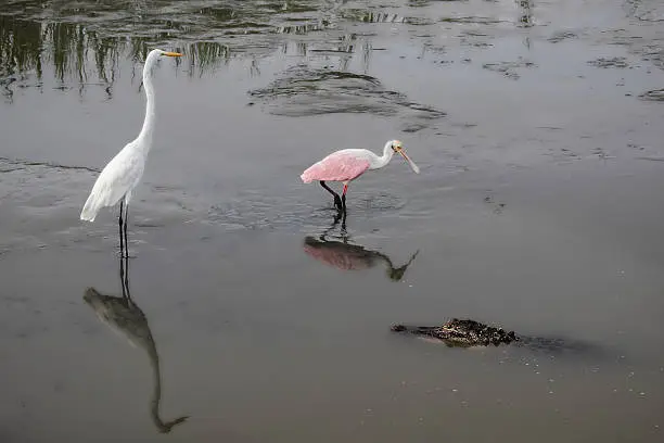 A Roseate spoonbill, a Great egret, and an American alligator have an encounter in a coastal wetland. Photographed in South Carolina USA.