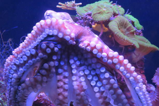 istock Underwater picture of Octopus 509363640