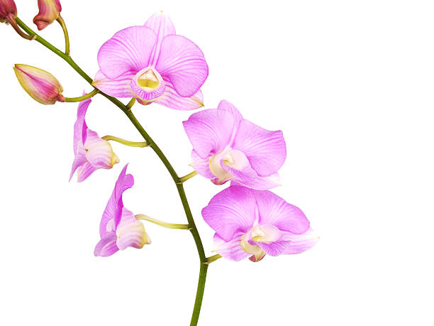 istock striking pink orchid flowers with branch isolated on white background 509363724