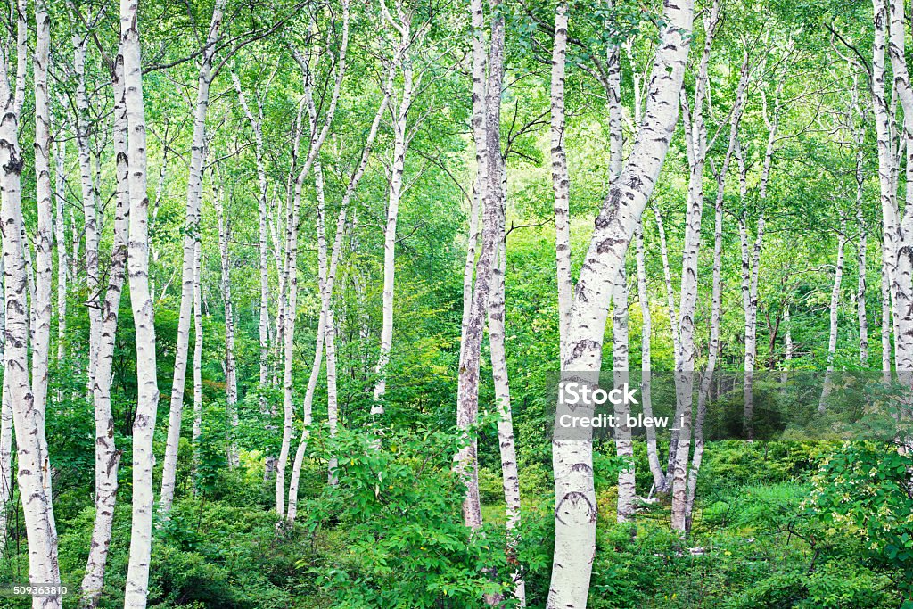 Forest of a white birch Forest of a white birch, Nagano-ken in Japan, Highland white birch, Japanese holiday resort. Betula pendula Stock Photo