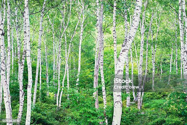 Forest Of A White Birch Stock Photo - Download Image Now - Betula pendula, Summer, Beauty