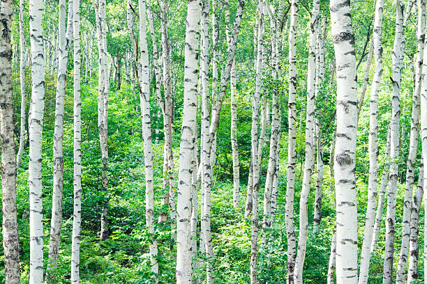 forest der einen weißen birke - silver birch tree stock-fotos und bilder