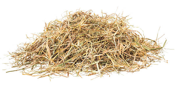 istock Hamster hay heap isolated on white 509364459