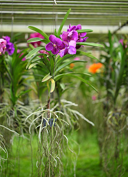 istock Purple orchid in the park. 509364575
