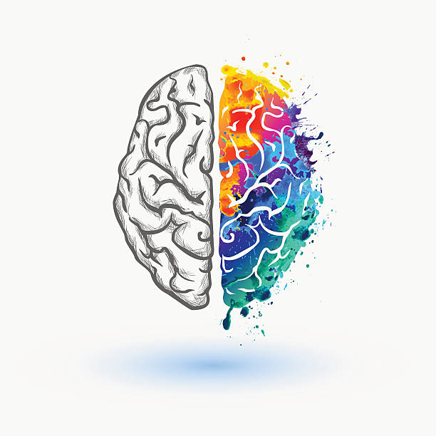 Bright Left and right hemisphere of human brain vector watercolor splash paint brain stock illustrations