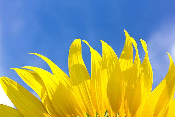 istock beautiful sunflower petals and bright blue sky 509365866