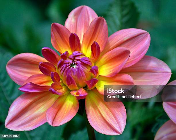 Pink Purple And Yellow Dahlia Stock Photo - Download Image Now - Close-up, Color Image, Dahlia