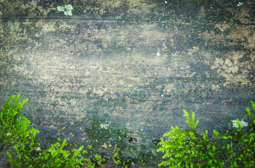 Wood texture, with weathered look, old and green moss background.