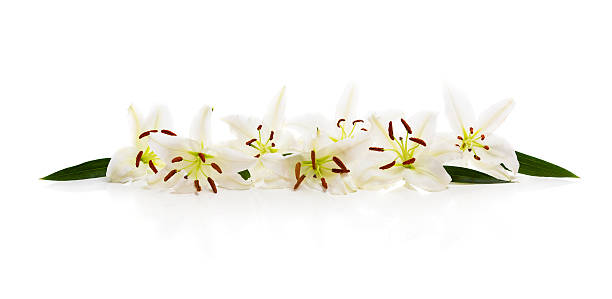 istock Line of white lilies on white 509367434