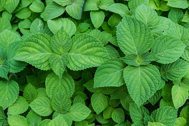 Perilla frutescens seedlings Perilla frutescens seedlings in garden shiso photos stock pictures, royalty-free photos & images