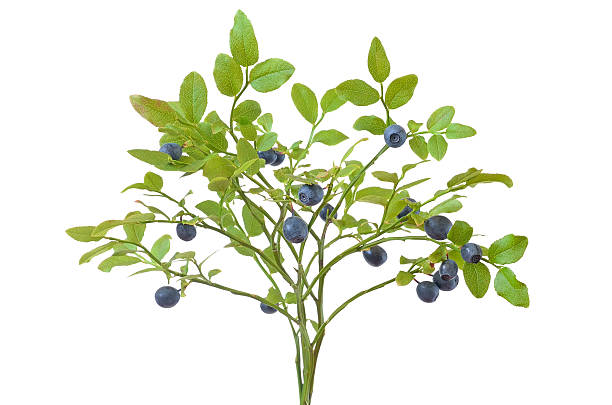 istock Ripe fresh blueberry branch 509367945