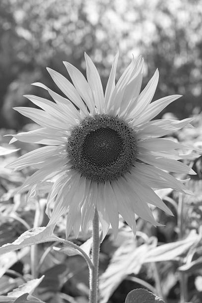 istock field of blooming sunflowers in summer 509368621