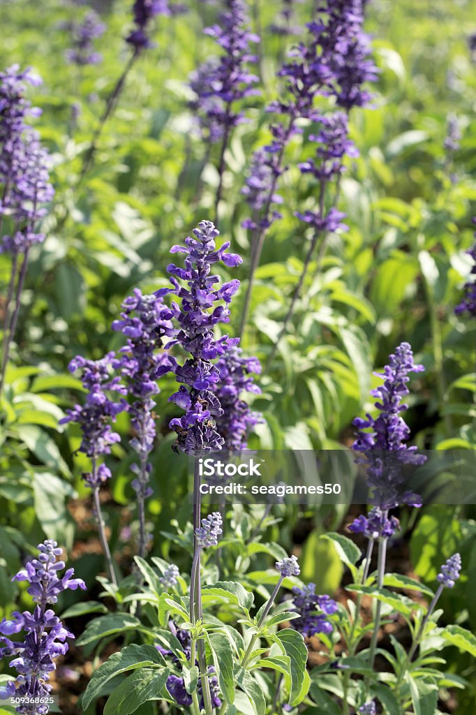 Pole purple salvia kwiaty - Zbiór zdjęć royalty-free (Bez ludzi)