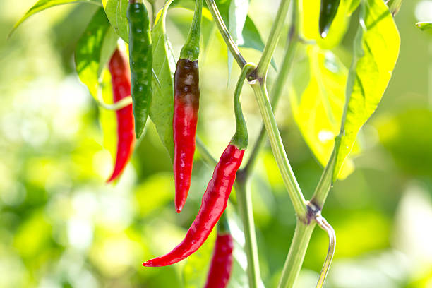 kuvapankkikuvat ja rojaltivapaat kuvat aiheesta punainen chili - pepper plant