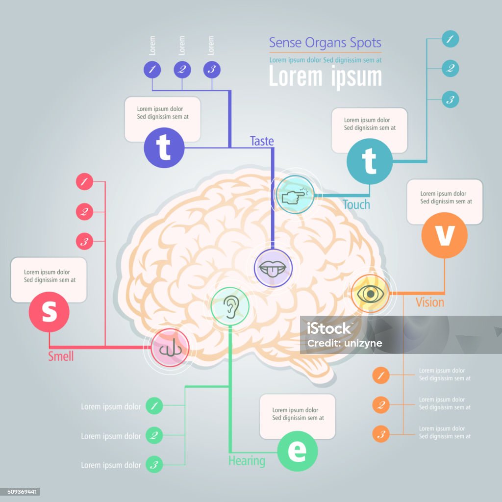 Info graphic de sentido órganos lugar en el cerebro humano - arte vectorial de Cerebro humano libre de derechos