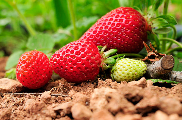 istock ripe strawberries in the plant 509370156