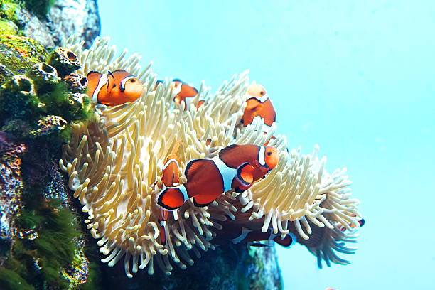 istock Fish of an water tank 509370384