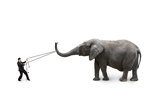 Businessman using rope pulling elephant stock photo