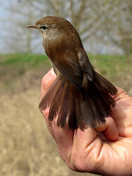 istock Cetti's Warbler, just banded and ready to be released 509372910