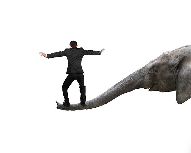 istock Businessman balancing on the trunk of elephant 509373868