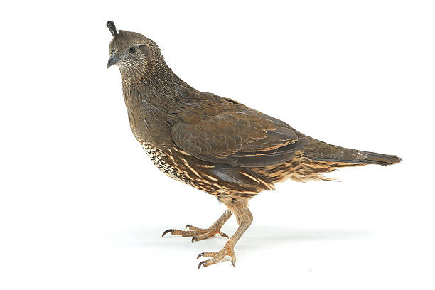 istock female California Quail 509374202