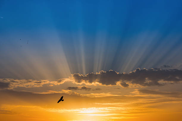 istock Bird over rays of light over blue sky 509388455