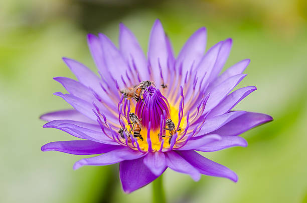 istock Lotus or Water lily flower 509389227