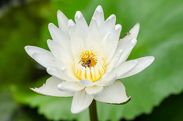 istock Lotus or Water lily flower 509389231