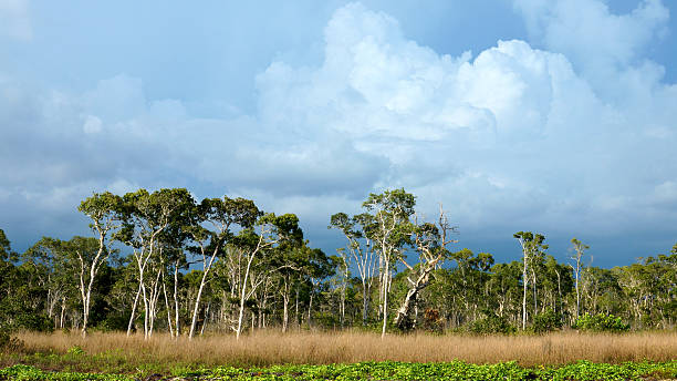 istock Savanna grasslands, Trang, Thailand. 509389753