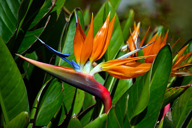 istock Bird of Paradise Flower 509389807