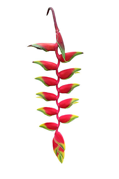 istock red heloconia flower isolated on white 509390867