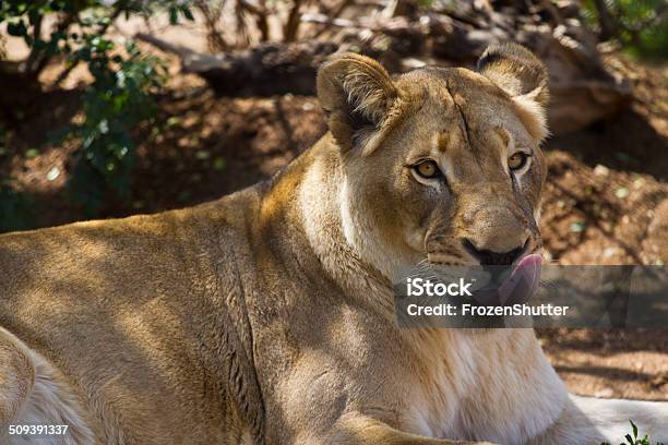 Lion With Tongue Out Resting Stock Photo - Download Image Now - Africa, Alertness, Animal