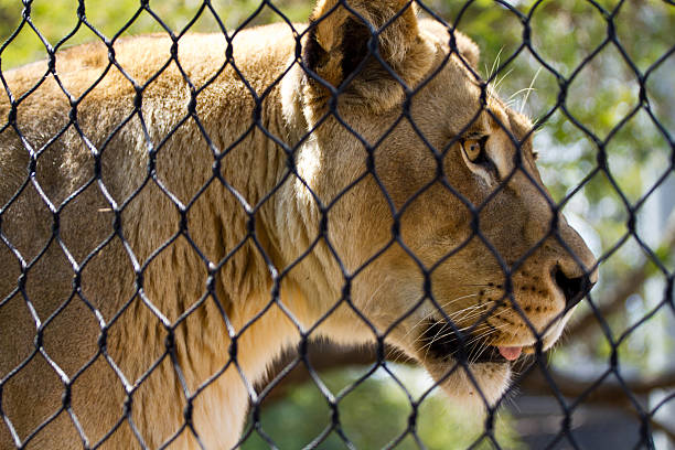 istock Lion with tongue out resting 509391345