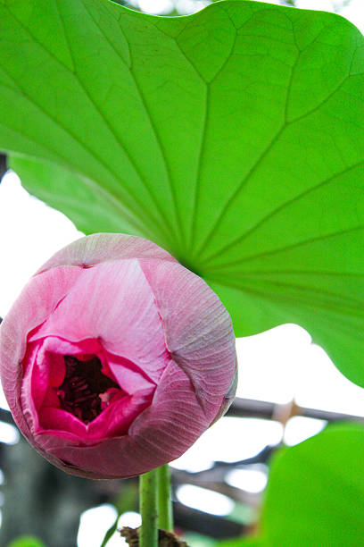 istock Single Thai Lotus Water Lily 509391635