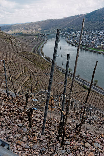 istock Riesling vineyards on Moselle river 509392261