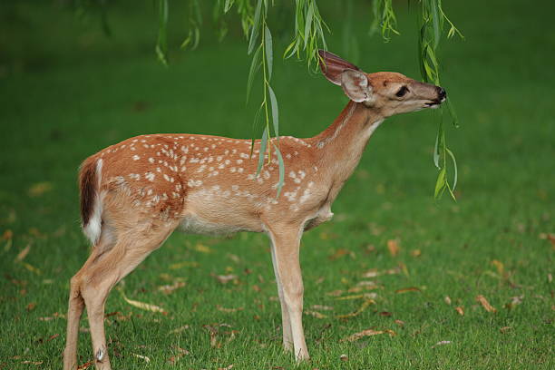 Young deer fawn with white spots eating from a willow tree.