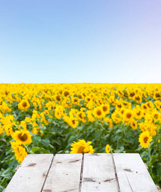 istock Sunflower field above a wooden floor 509393163