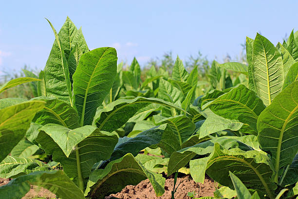 istock growing tobacco on a field 509393179