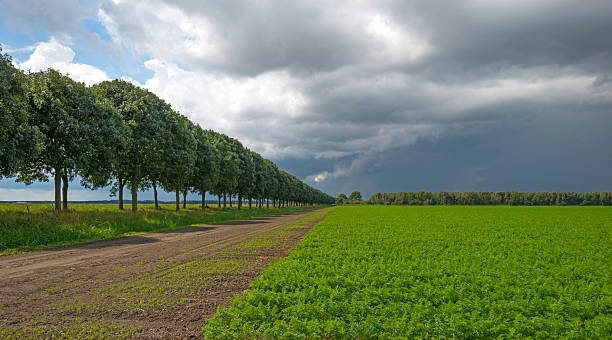 istock Clouds over carrots growing in a field 509393261