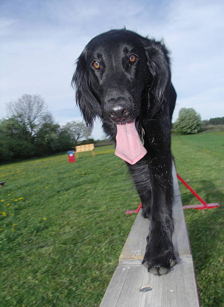 Black dog on the beam