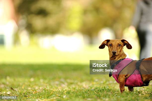 Perro Tejonero Foto de stock y más banco de imágenes de Perro tejonero - Perro tejonero, Aire libre, Animal