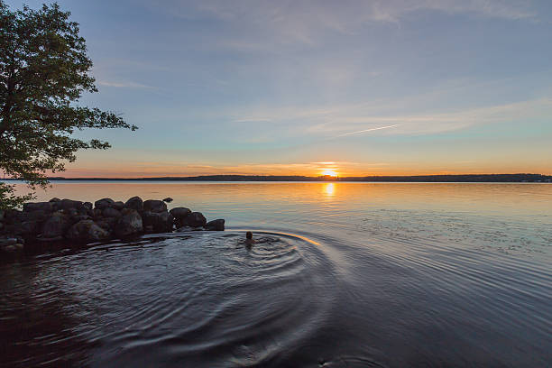 mulher de natação no pôr do sol durante um grande lago - sweden summer swimming lake - fotografias e filmes do acervo