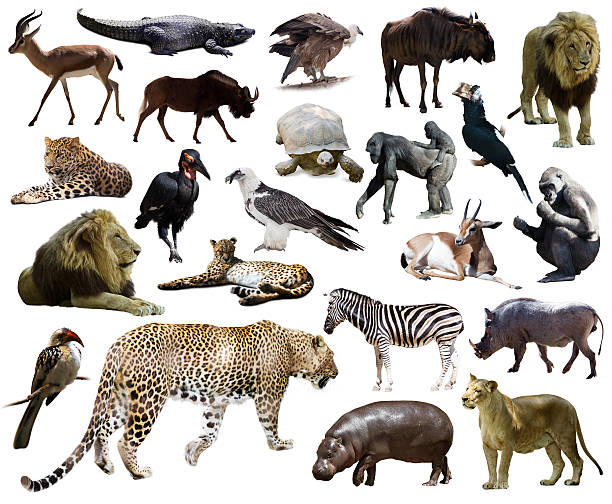 set mit leopardenmuster und anderen afrikanischen tieren. - gorilla endangered species large isolated stock-fotos und bilder
