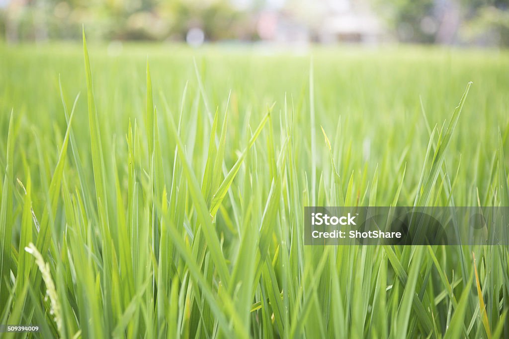 Rice field Rice field, selective focus Abundance Stock Photo