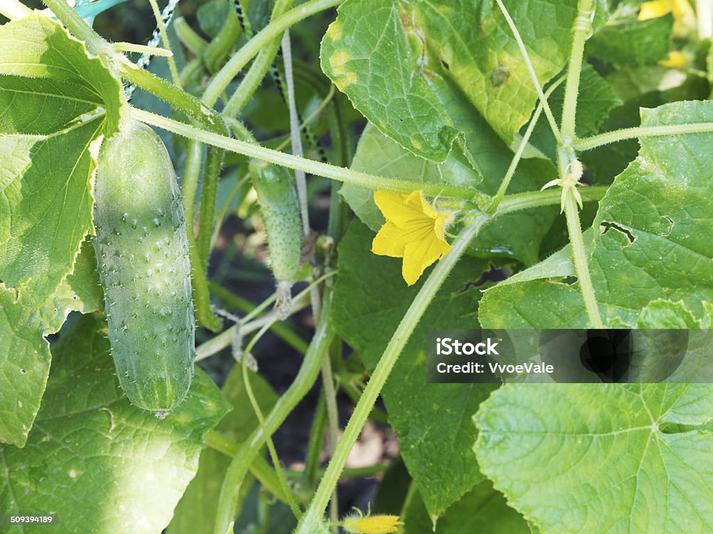 yellow flower and green cucumber in garden yellow flower and green cucumber in garden in summer day Agricultural Field Stock Photo