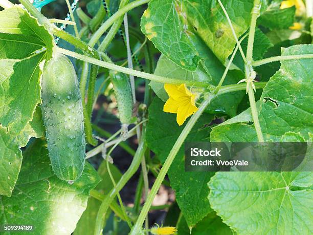 Yellow Flower And Green Cucumber In Garden Stock Photo - Download Image Now - Agricultural Field, Agriculture, Conspiracy